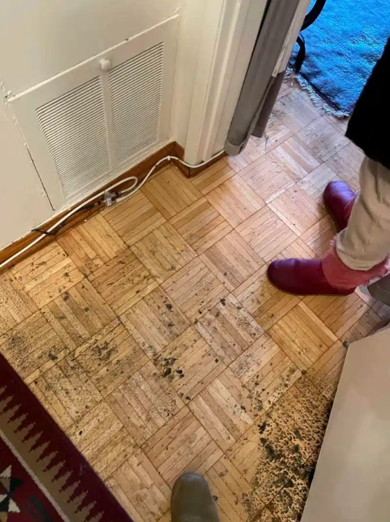 mold removal Santa Clarita
